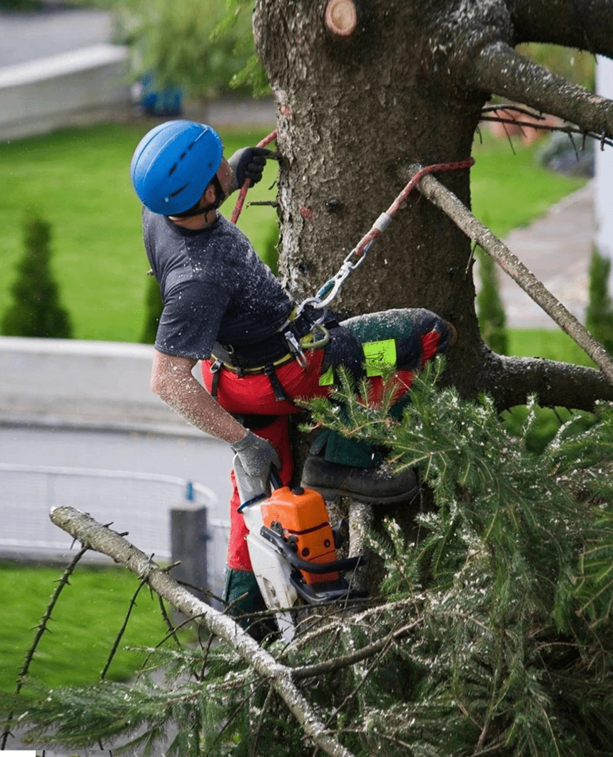 Tarzan Tree Service