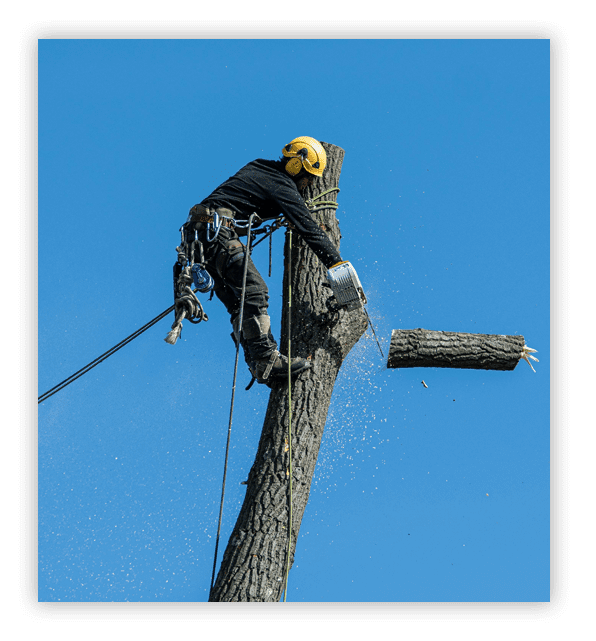 Tarzan Tree Service